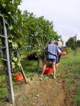 La vendemmia in carbonera