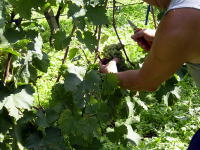 La selezione dei grappoli