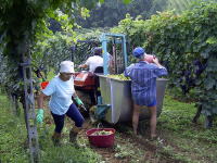 Il trattorino che raccoglie l'uva